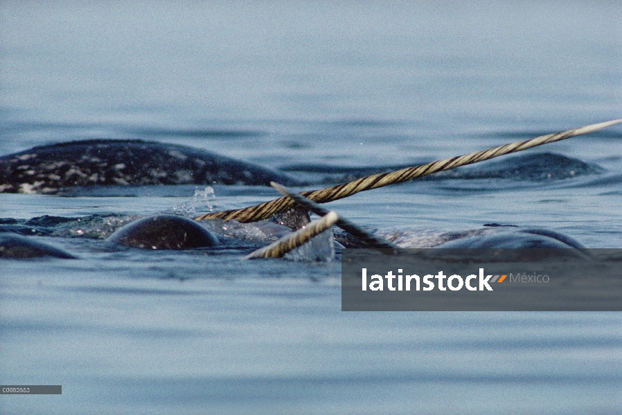 Machos de narval (Monodon monoceros) lucha, Canadá