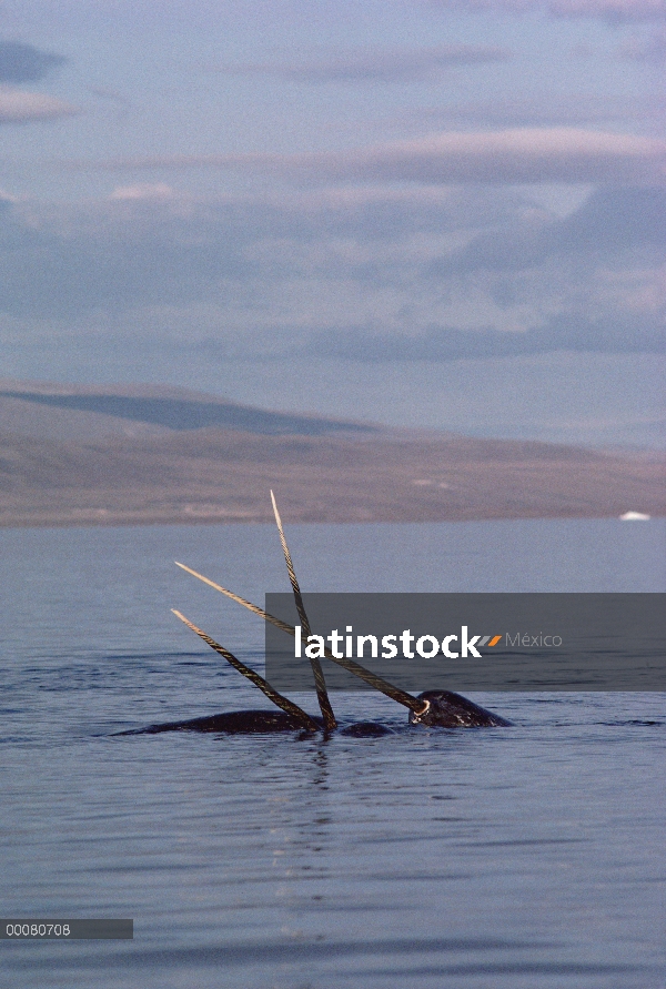 Narval (Monodon monoceros) lucha contra a los hombres con colmillos cruzados, isla de Baffin, Canadá