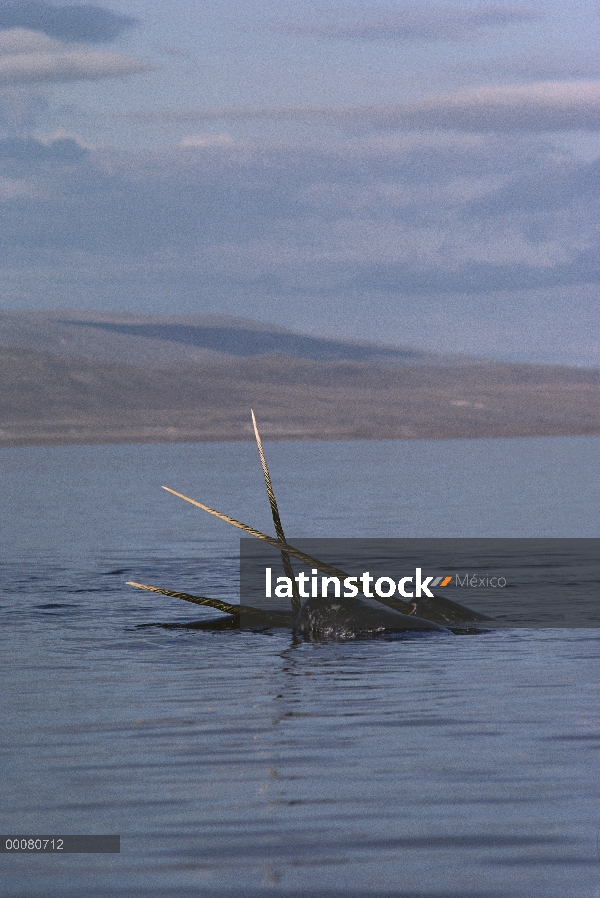 Dos machos tusking narval (Monodon monoceros), isla de Baffin, Nunavut, Canadá