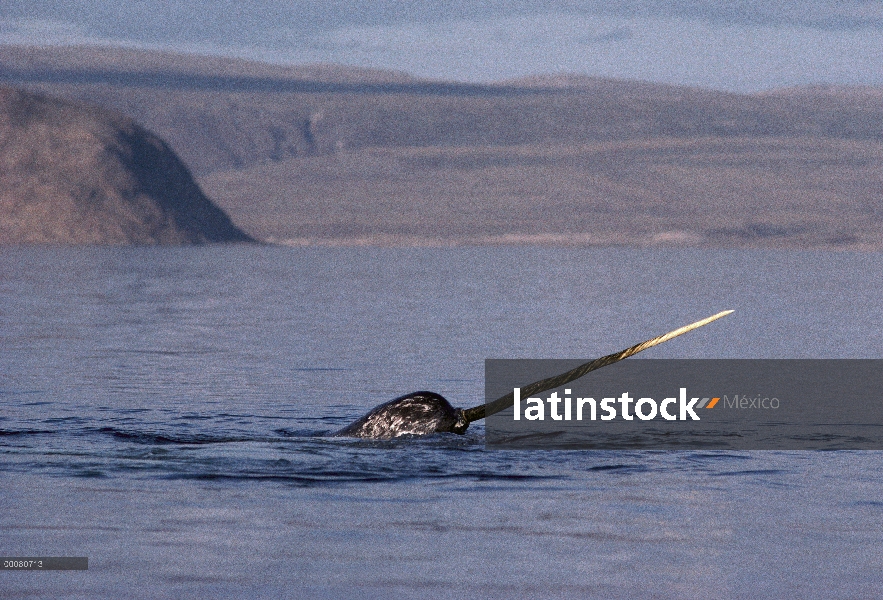 Narval (Monodon monoceros) superficie, isla de Baffin, Nunavut, Canadá