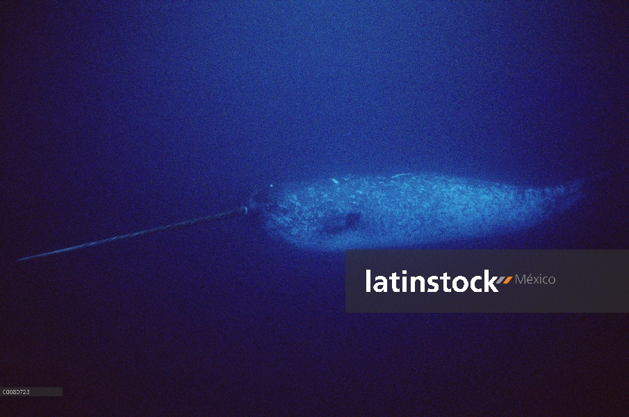 Retrato de narval (Monodon monoceros)