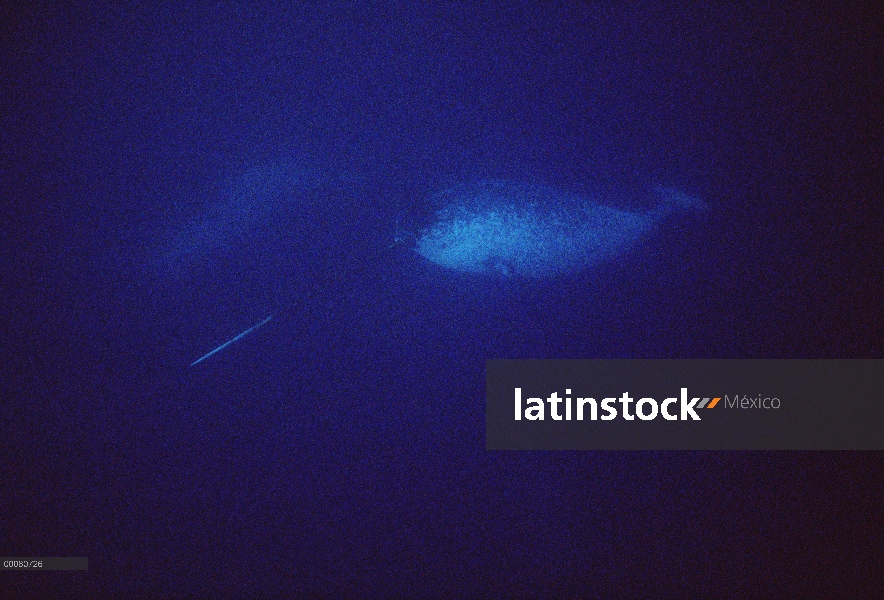 Retrato de narval (Monodon monoceros), bajo el agua