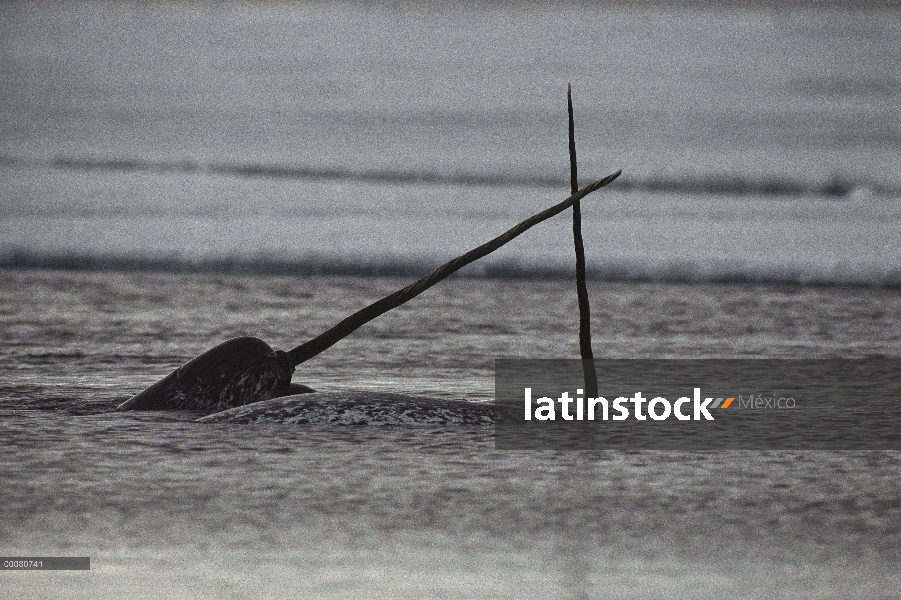 Machos de narval (Monodon monoceros) lucha, isla de Baffin, Canadá