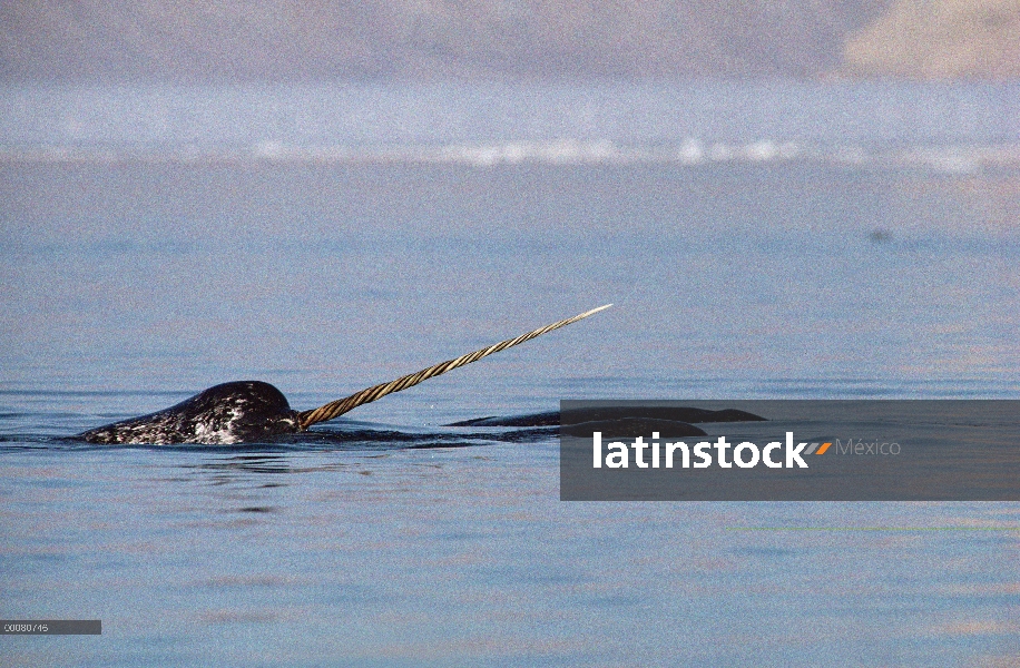 Hombre de narval (Monodon monoceros) superficie, isla de Baffin, Nunavut, Canadá