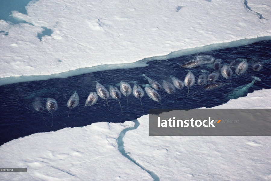 Grupo de Narwhal (monoceros de Monodon) en rotura de hielo