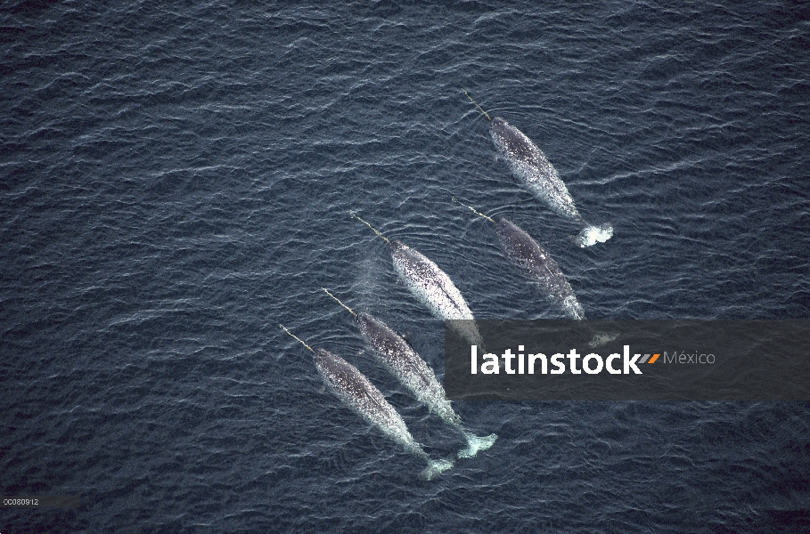 Vista aérea de narval (Monodon monoceros) de cinco machos nadando cerca de la superficie del agua, i