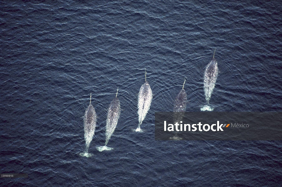 Vista aérea de narval (Monodon monoceros) de cinco machos nadando cerca de la superficie del agua, i