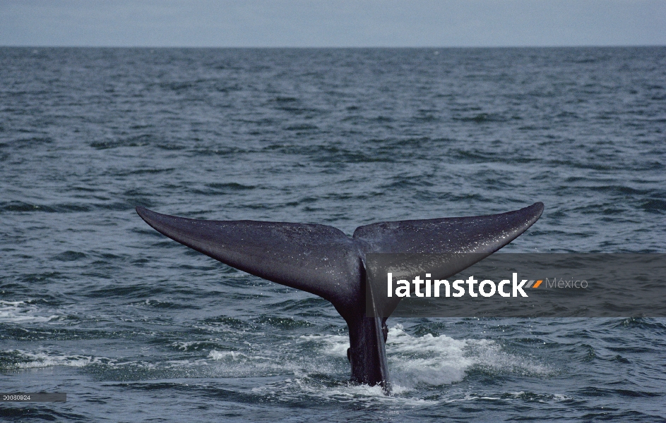 Cola de ballena azul (Balaenoptera musculus), mar de Cortés, México