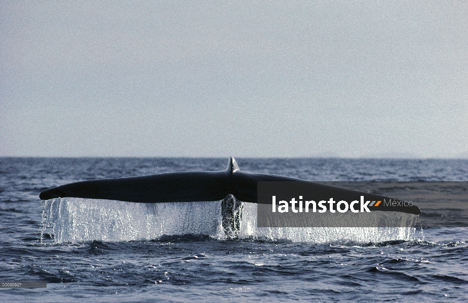 Cola de ballena azul (Balaenoptera musculus), mar de Cortés, México