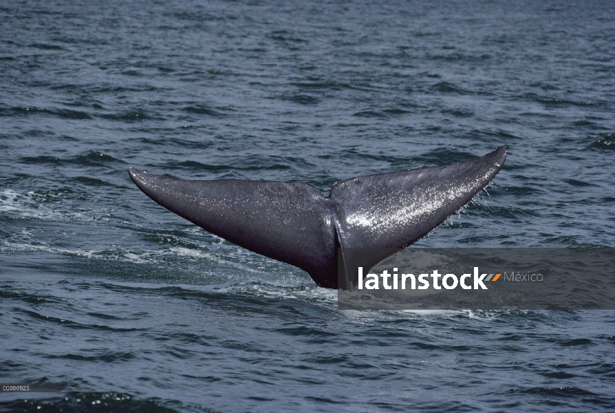 Cola de ballena azul (Balaenoptera musculus), mar de Cortés, México