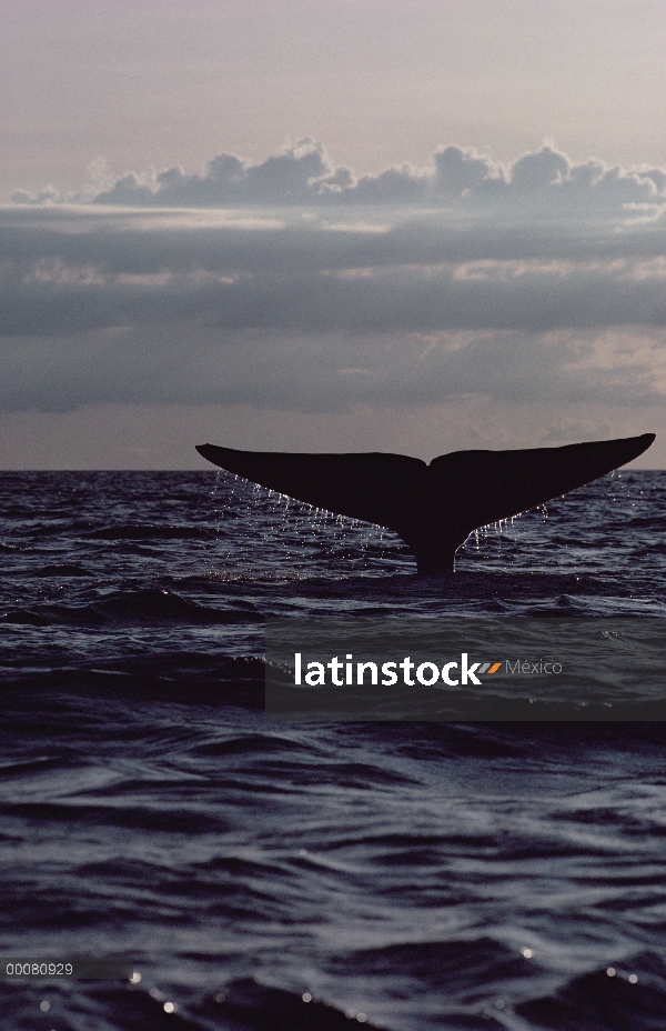 Cola de ballena azul (Balaenoptera musculus), mar de Cortés, México