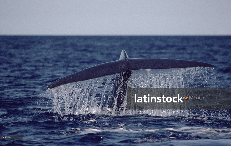 Cola de ballena azul (Balaenoptera musculus), mar de Cortés, México