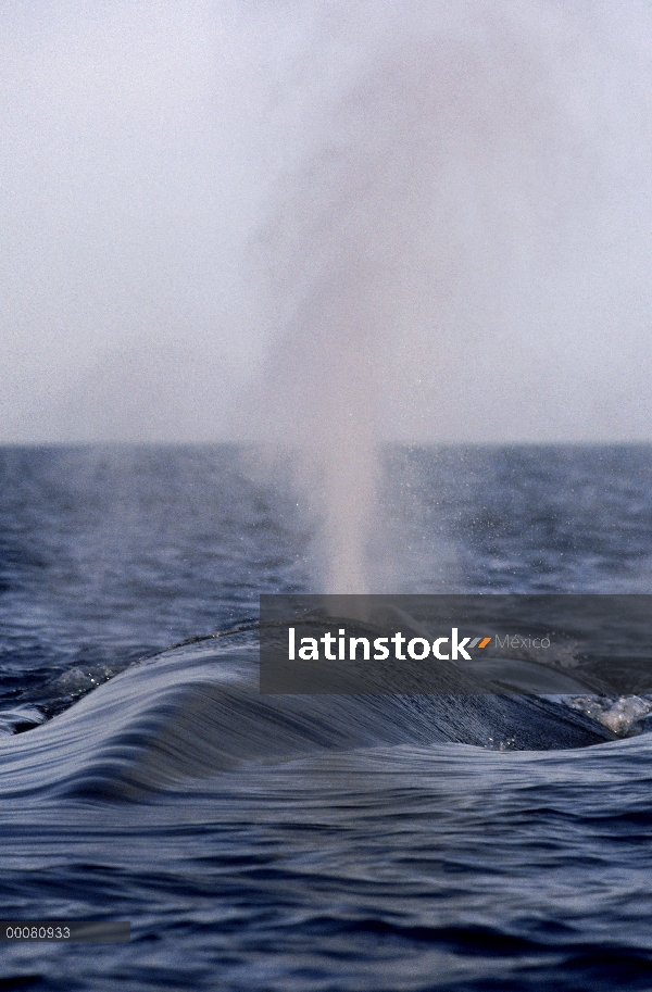 Ballena azul (Balaenoptera musculus) echa en chorro, mar de Cortés, México