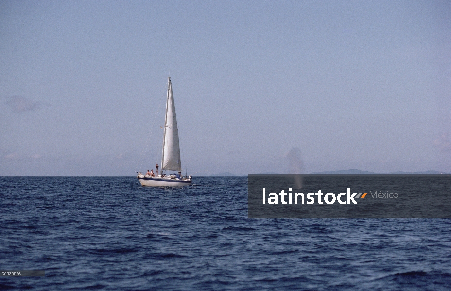 Ballena azul (Balaenoptera musculus) echa en chorro cerca de barco de vela,