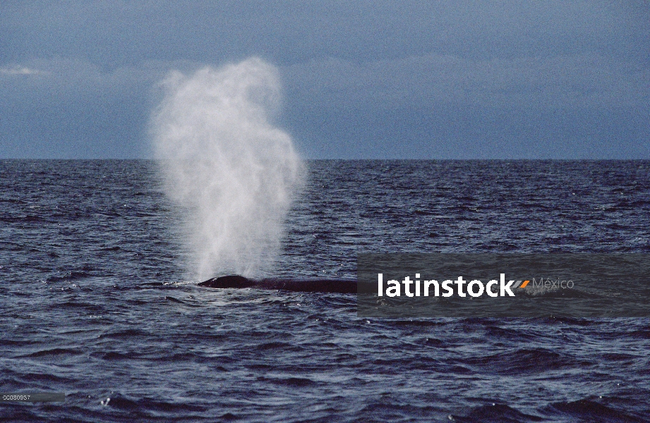 Ballena azul (Balaenoptera musculus) echa en chorro, mar de Cortés, México