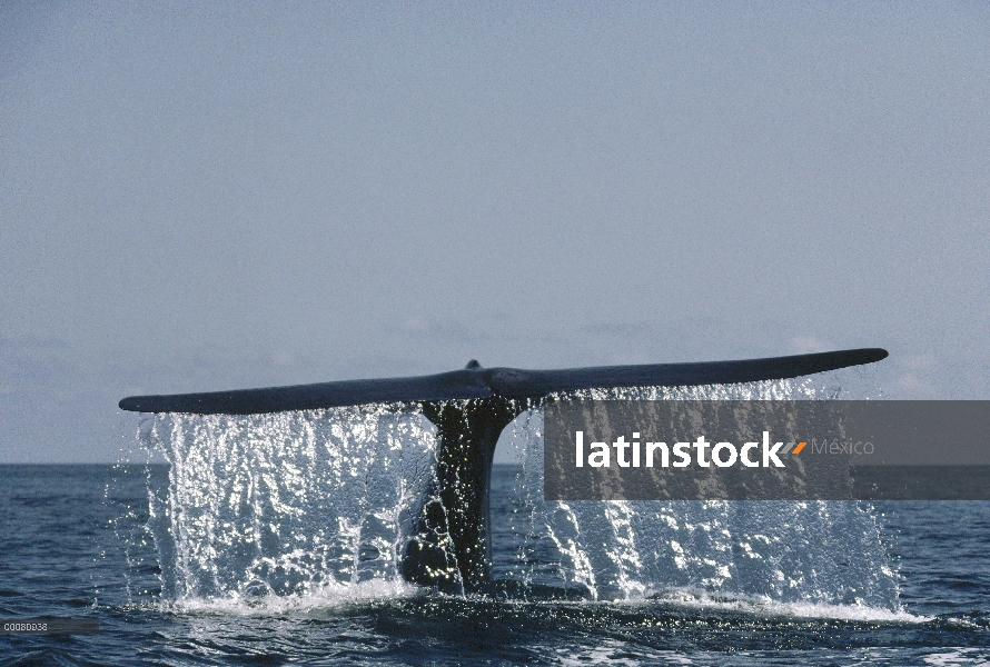 Cola de ballena azul (Balaenoptera musculus), mar de Cortés, México