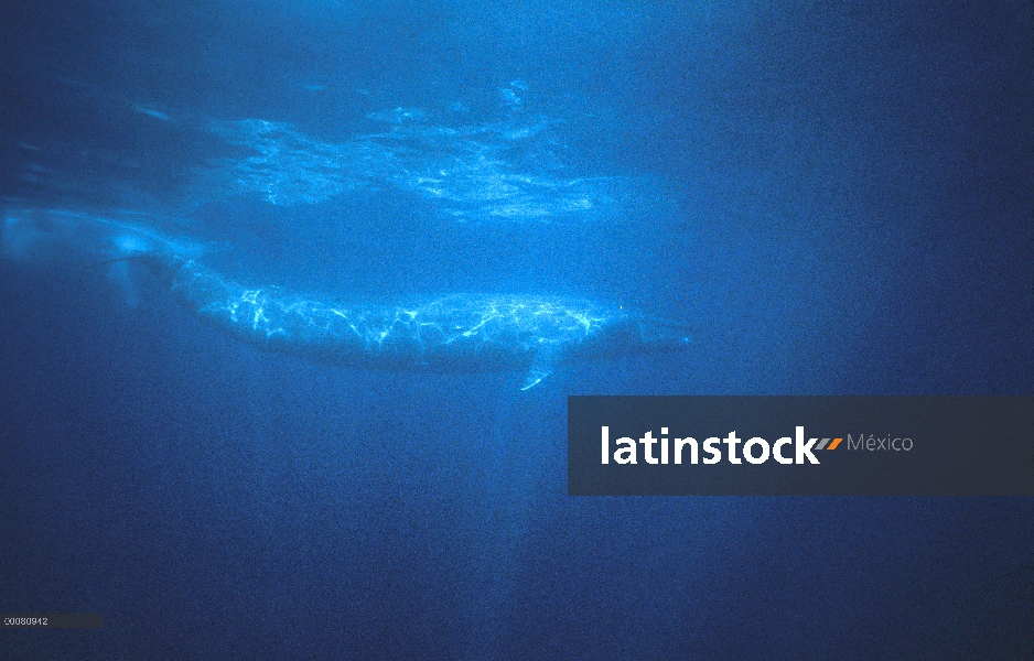 Ballena azul (Balaenoptera musculus) natación, Sri Lanka