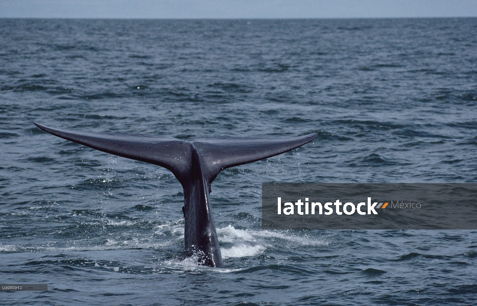 Cola de ballena azul (Balaenoptera musculus), mar de Cortés, México