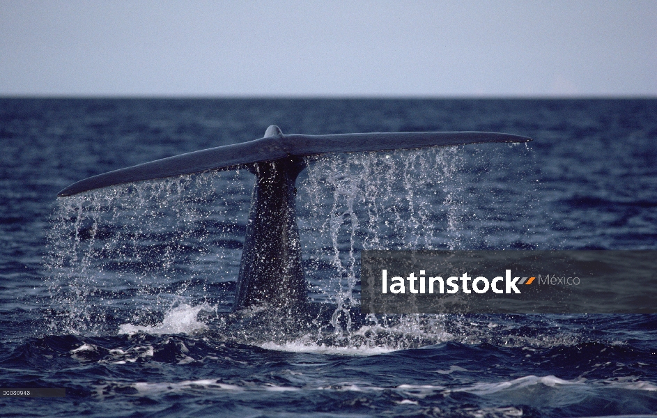 Cola de ballena azul (Balaenoptera musculus), mar de Cortés, México