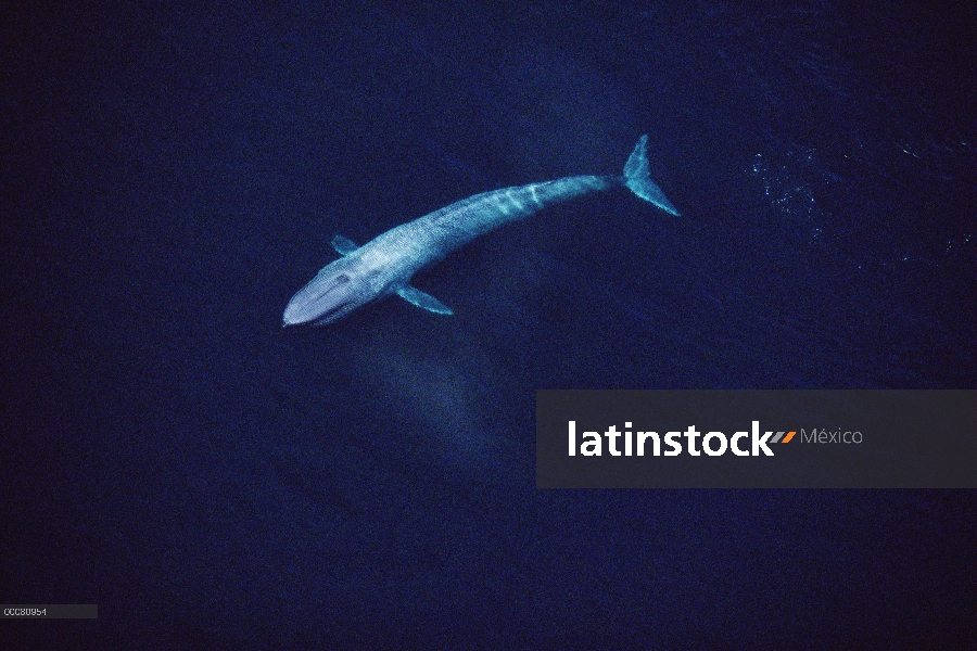 Vista aérea de la ballena azul (Balaenoptera musculus) de un individuo de 80 pies, mar de Cortés, Mé