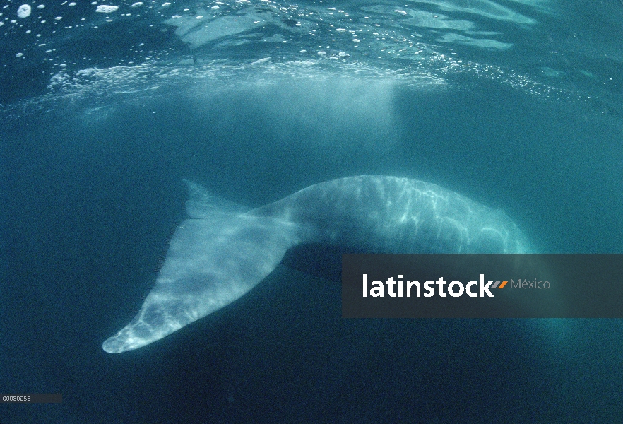 Ballena azul (Balaenoptera musculus), mar de Cortés, México