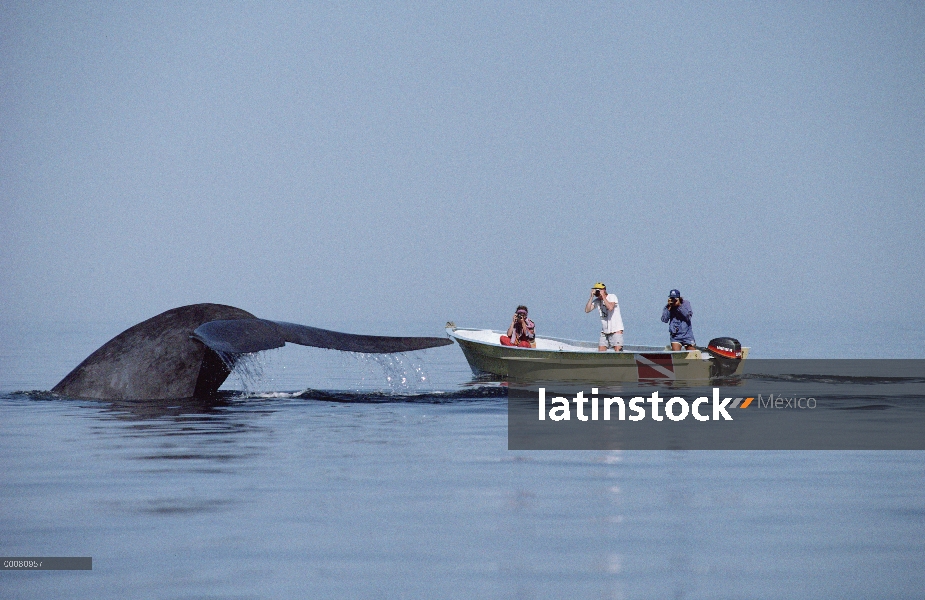 Ballena azul (Balaenoptera musculus) e investigadores, mar de Cortés, México