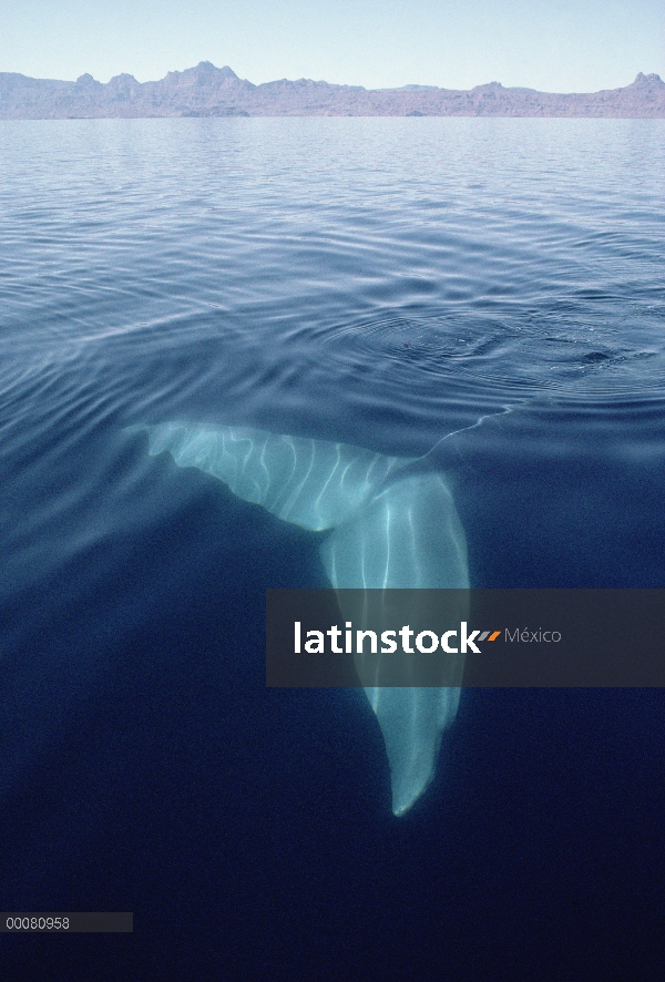 Cola de la ballena azul (Balaenoptera musculus) bajo el agua, mar de Cortés, México