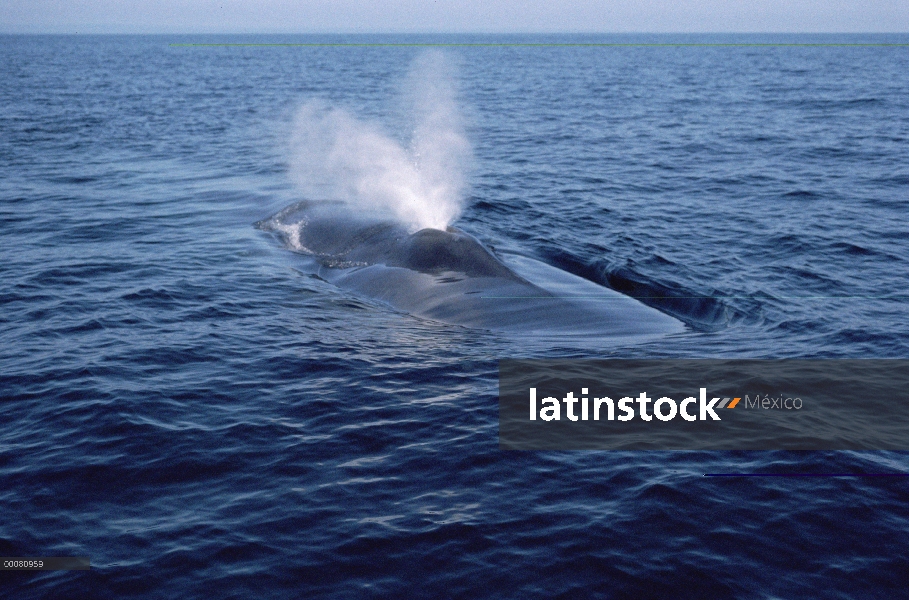 Ballena azul (Balaenoptera musculus) echa en chorro, mar de Cortés, México