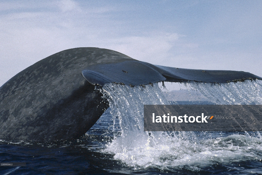 Cola de ballena azul (Balaenoptera musculus), mar de Cortés, México