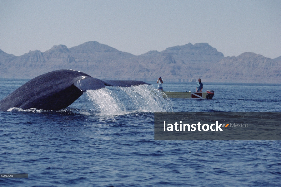 Ballena azul (Balaenoptera musculus) con investigadores fotografiar cola, mar de Cortés, México