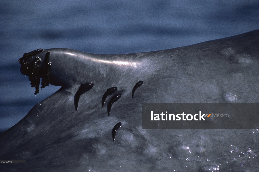 Ballena azul (Balaenoptera musculus) con rémoras a la aleta dorsal, México