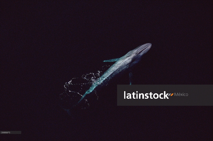 Vista aérea de la ballena azul (Balaenoptera musculus) de un individuo de 80 pies, mar de Cortés, Mé