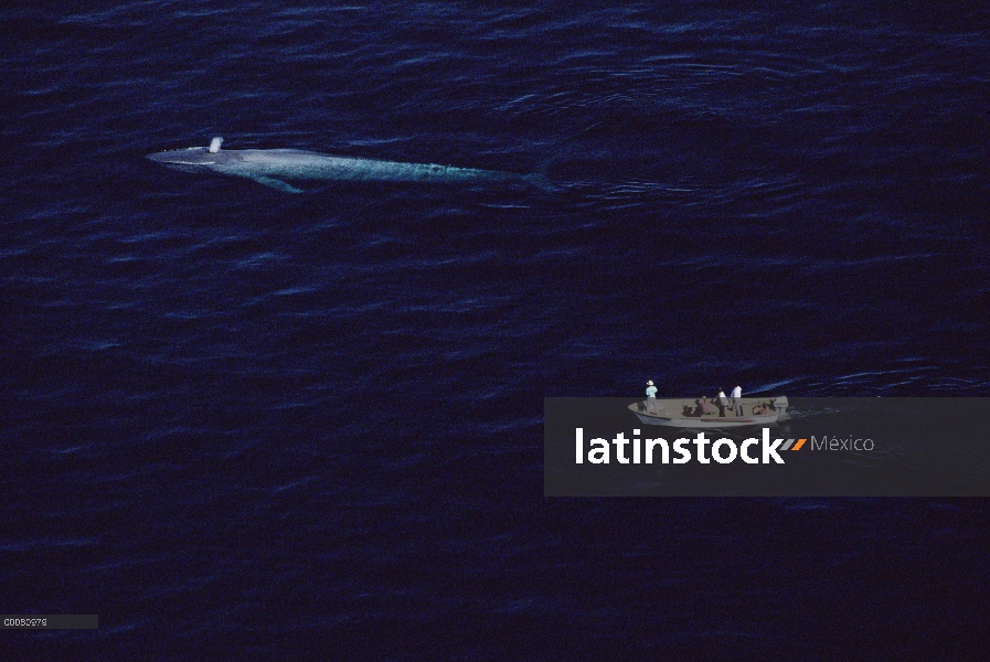 Vista aérea de la ballena azul (Balaenoptera musculus) de los investigadores en ballena observación 