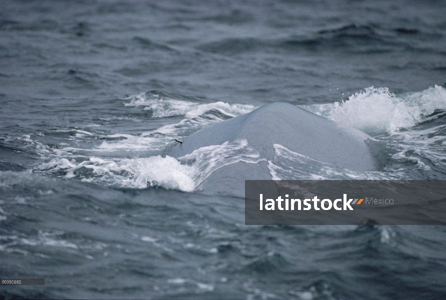 Ballena azul (Balaenoptera musculus) con la etiqueta, mar de Cortés, México