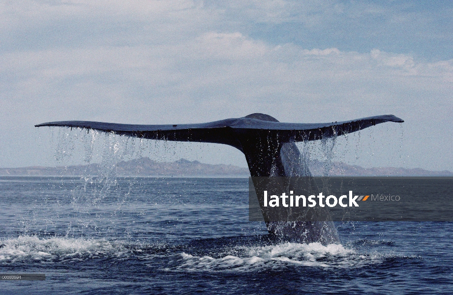 Cola de ballena azul (Balaenoptera musculus), mar de Cortés, México