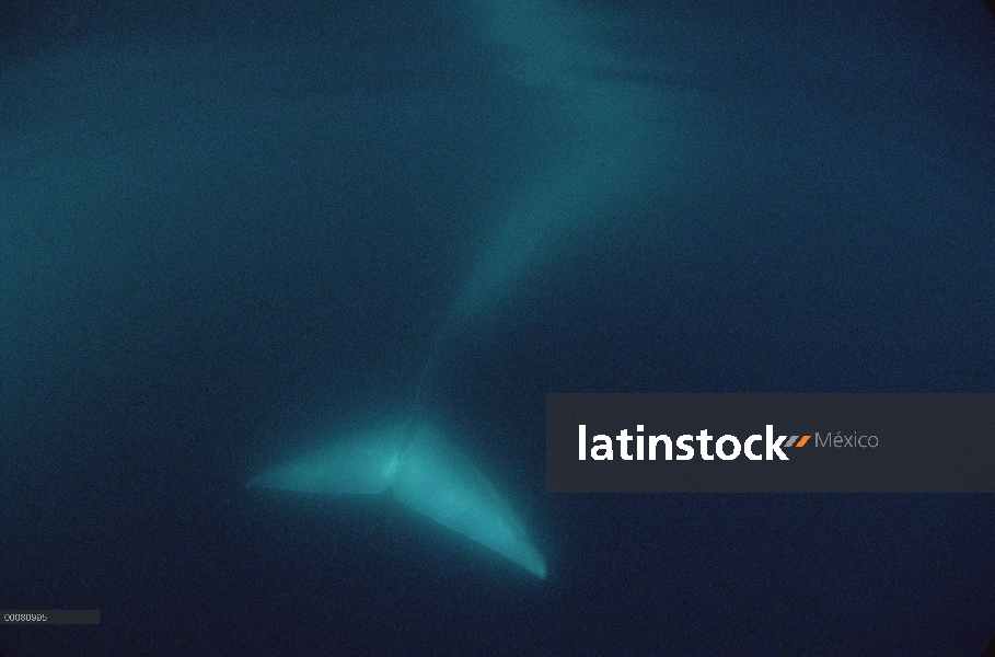 Cola de la ballena azul (Balaenoptera musculus) bajo el agua, mar de Cortés, México