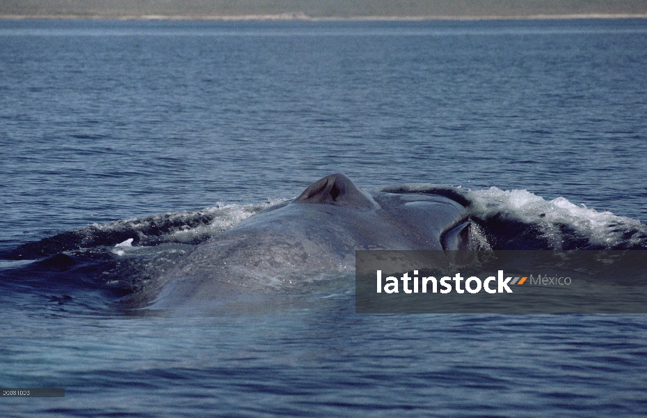 Ballena azul (Balaenoptera musculus) con respiradero abierto, mar de Cortés, México