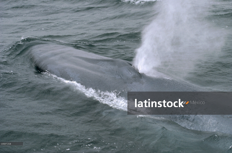 Ballena azul (Balaenoptera musculus) echa en chorro, mar de Cortés, México