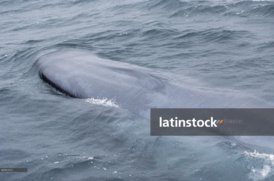 Ballena azul (Balaenoptera musculus) que muestra cerrada espiráculo, mar de Cortés, México