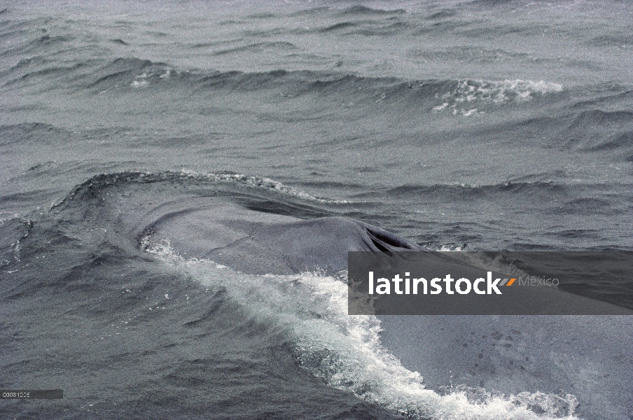 Ballena azul (Balaenoptera musculus) espiráculo, mar de Cortés, México