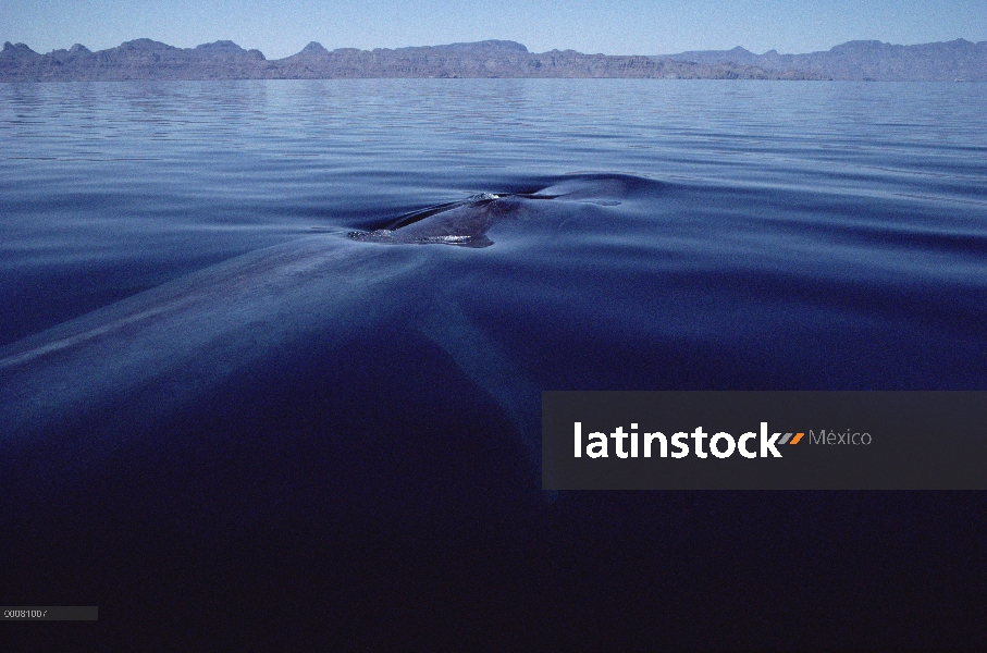 Ballena azul (Balaenoptera musculus), superficie, mar de Cortés, México