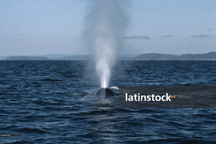 Ballena azul (Balaenoptera musculus) echa en chorro, mar de Cortés, México