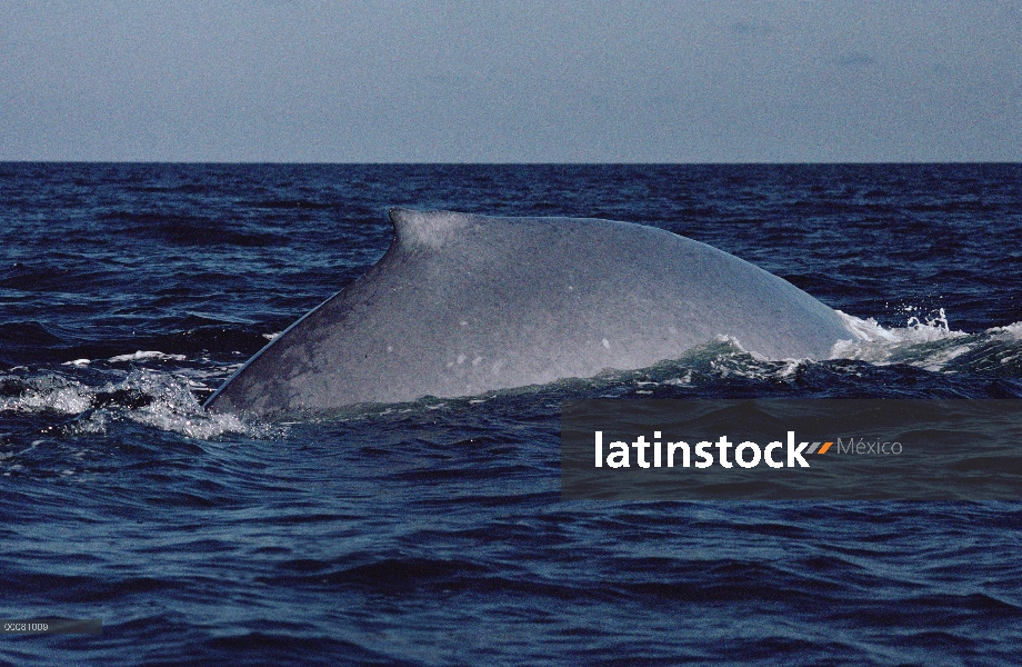 Blue Whale (Balaenoptera musculus) aleta dorsal, mar de Cortés, México