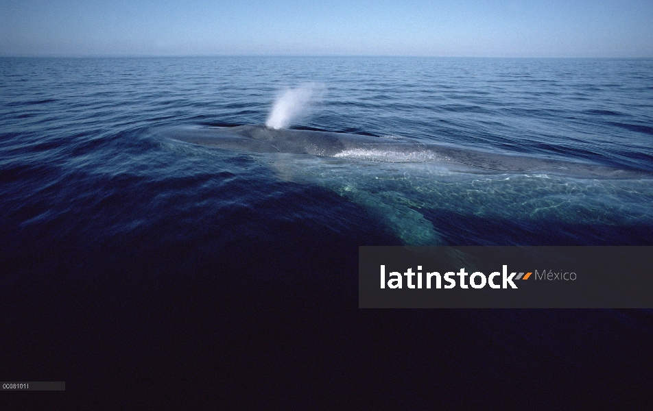 Ballena azul (Balaenoptera musculus) echa en chorro, mar de Cortés, México