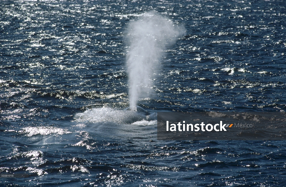 Ballena azul (Balaenoptera musculus) echa en chorro, mar de Cortés, México