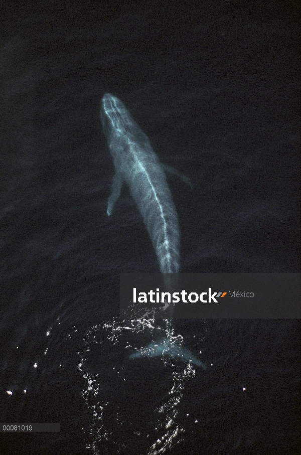 Ballena azul (Balaenoptera musculus), mar de Cortés, México