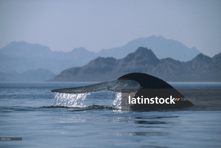 Cola de ballena azul (Balaenoptera musculus), mar de Cortés, México