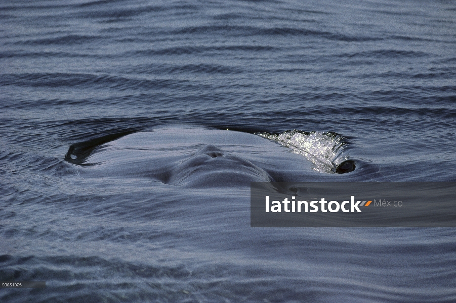 Ballena azul (Balaenoptera musculus) espiráculo, mar de Cortés, Baja California, México