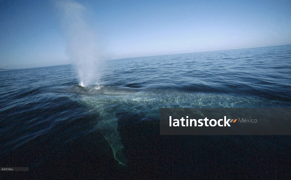 Ballena azul (Balaenoptera musculus) echa en chorro, mar de Cortés, México