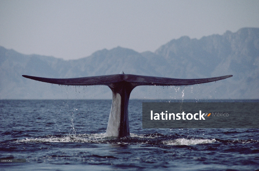 Cola de ballena azul (Balaenoptera musculus), mar de Cortés, México